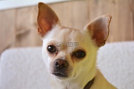 狗,小狗,動物