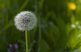 蒲公英,花多,草地