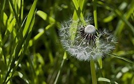 蒲公英,花多,草地