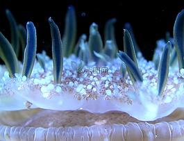 ?？?生物,盛開
