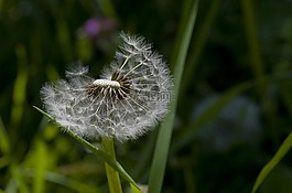 蒲公英,花多,草地