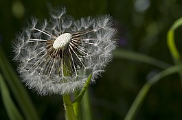 蒲公英,花多,草地