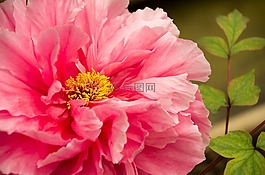 春分,花草,牡丹