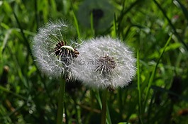 蒲公英,花多,草地