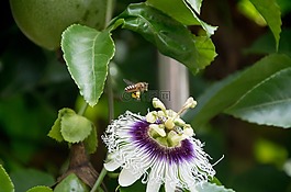 春分,花草,蜜蜂