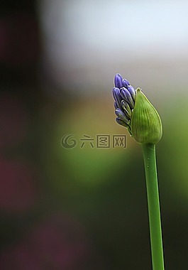 花,agapanthus,花的
