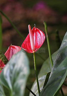 花,马蹄莲莉莉,花的