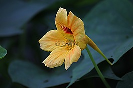 花,花的,植物