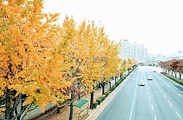 秋,銀杏,樹