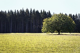 樹,原野,自然