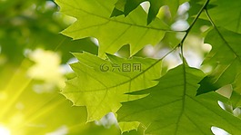 綠色,性質(zhì),光