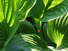 瓢蟲,甲蟲,廠
