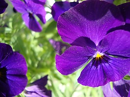 花,夏季,宏