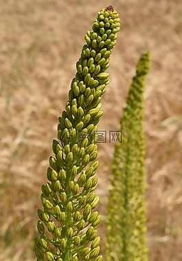 独尾,草原蜡烛,沙漠徘徊