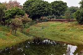 樹,反思,池