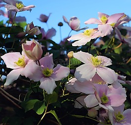 鐵線蓮,登山者,花園