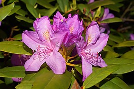 開花,杜鵑,春天