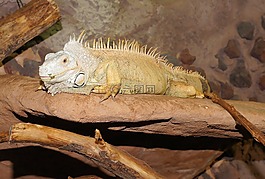 蜥蜴,爬行動物,鬣蜥