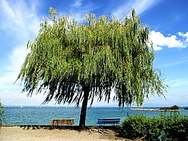 樹(shù),綠色,板凳