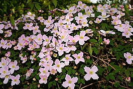 鐵線蓮,登山者,花園