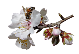 蜜蜂,上開花,花粉