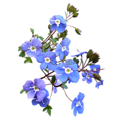 藍色,花,開花