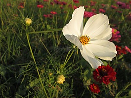 菊,白色,植物