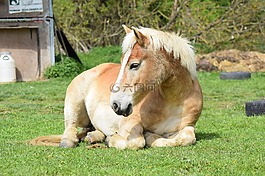 haflinger,马,放松