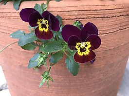 紫色的花朵,深对比,花的