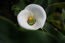 春分,花草,樹蛙