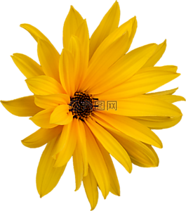 瑪格麗特,png,花