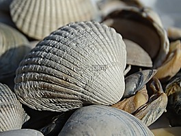 蜊,贝壳,外壳
