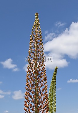 独尾,草原蜡烛,沙漠徘徊