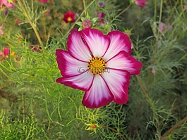 菊,粉色,紅色