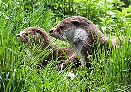 獺,動物,水