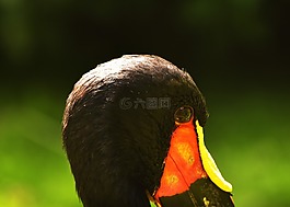 鳥,頭,黑色