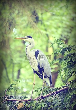 蒼鷺,水禽,鳥