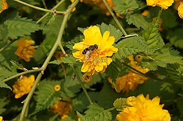 小蜜蜂,蜜蜂,花