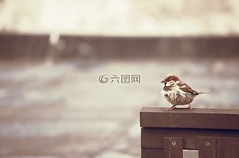 麻雀,鳥,雨