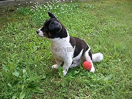 狗,rooney,杰克羅素