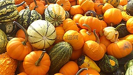 南瓜,halol,万圣节