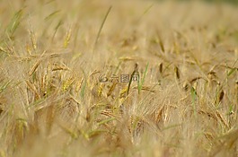 大麥,谷類,農(nóng)業(yè)