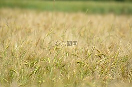 大麥,谷類,農(nóng)業(yè)