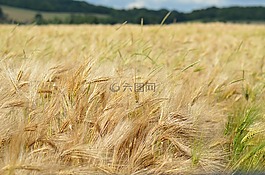 大麥,谷類,農(nóng)業(yè)