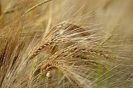 大麥,谷類,農(nóng)業(yè)