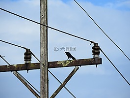 鸟,电线,电力