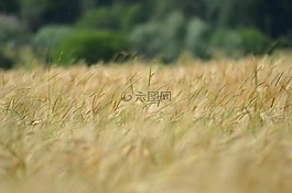 大麥,谷類,農(nóng)業(yè)