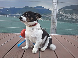 狗,rooney,杰克羅素