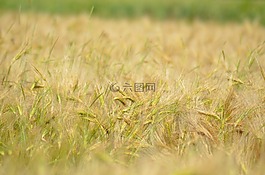 大麥,谷類,農(nóng)業(yè)