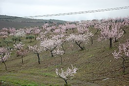 杏仁樹,花卉,鮮花
